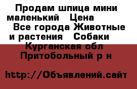 Продам шпица мини маленький › Цена ­ 15 000 - Все города Животные и растения » Собаки   . Курганская обл.,Притобольный р-н
